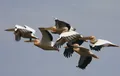 Розовый пеликан (Pelecanus onocrotalus)