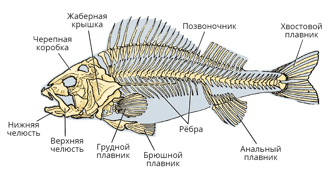 Скелет рыб 7 класс. Скелет рыбы. Скелет рыбы схема. Скелет карася. Схематический скелет рыбы.