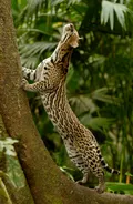 Оцелот (Leopardus pardalis)
