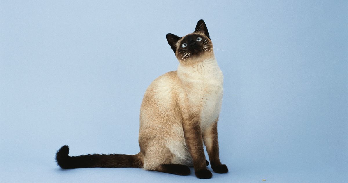 Сиамская кошка. Большая российская энциклопедия