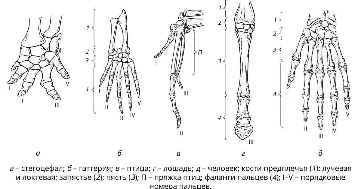 Фаланги пальцев. Большая российская энциклопедия