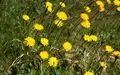 Ястребинка (Hieracium umbellatum)