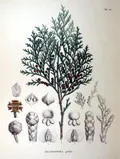 Кипарисовик горохоплодный (Chamaecyparis pisifera)