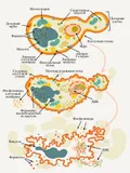 Схема автолиза клетки пекарских дрожжей (Saccharomyces cerevisiae).