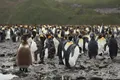 Линька королевских пингвинов (Aptenodytes patagonicus)