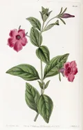 Петуния (Petunia). Ботаническая иллюстрация