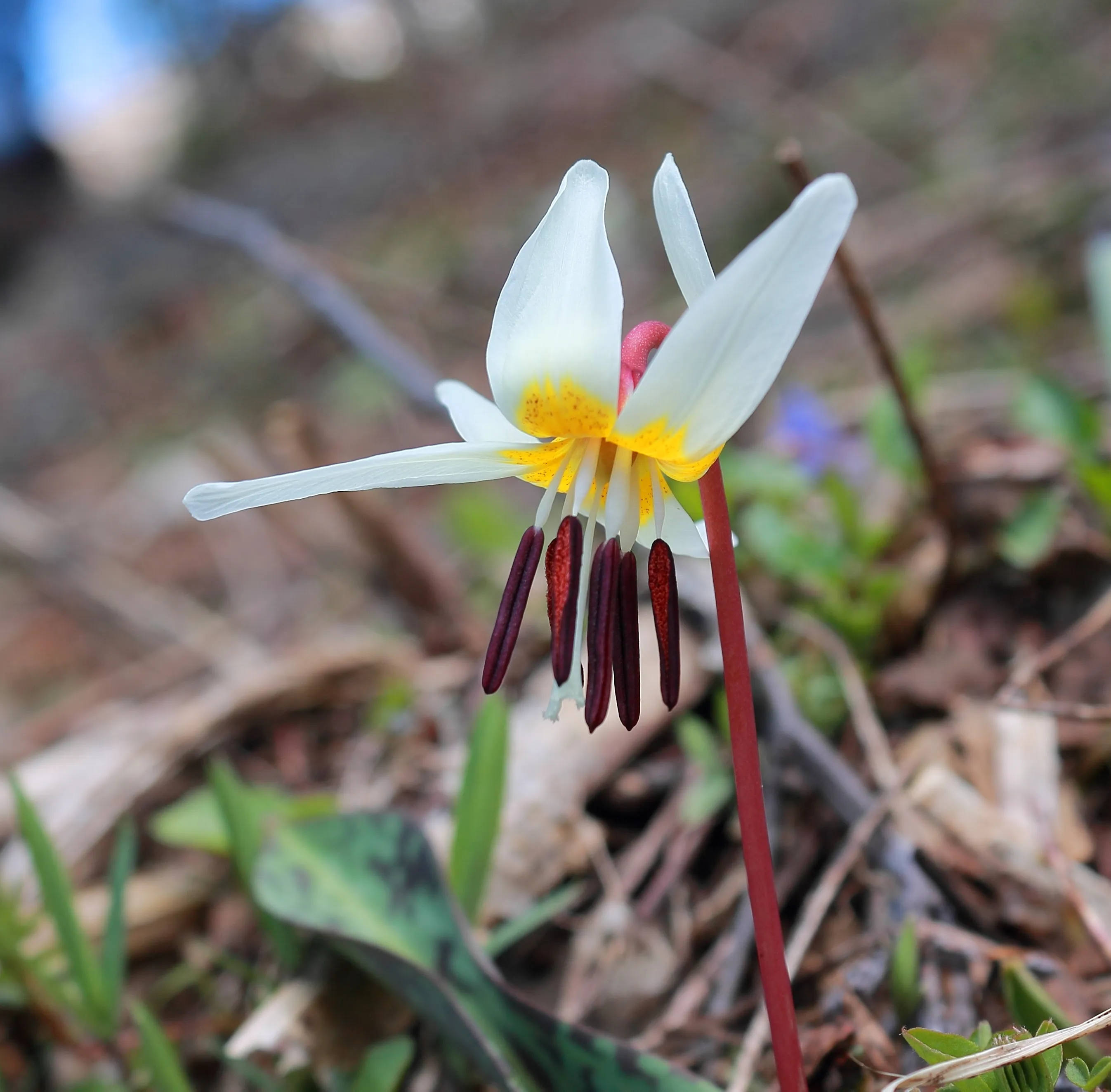 Кандык (Erythronium)