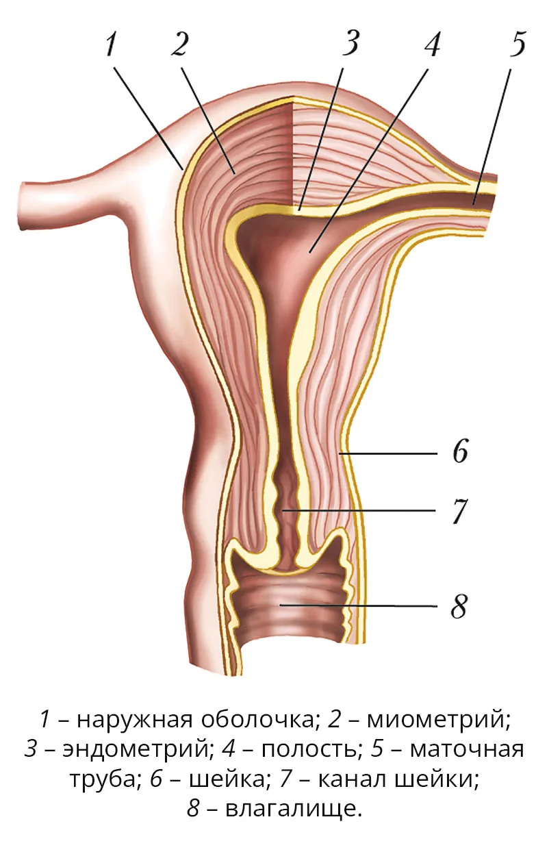 Строение женщин картинки. Isthmus матки анатомия. Параметрий матки строение. Послойное строение матки.