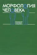 Морфология человека