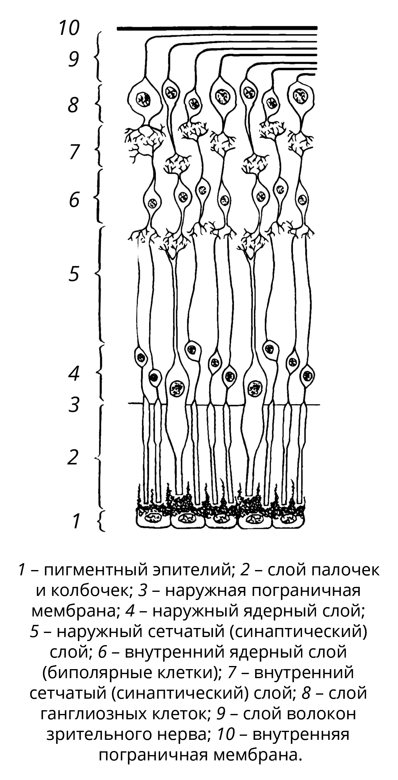 Слои сетчатки. Строение сетчатки глаза 10 слоев. Строение сетчатки анатомия. Схема нейронный состав сетчатки. Схема нейронного состава сетчатки глаза.