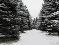 Дендрологический сад имени С. Ф. Харитонова зимой. Национальный парк «Плещеево озеро» (Ярославская область)