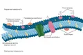 Строение клеточной мембраны